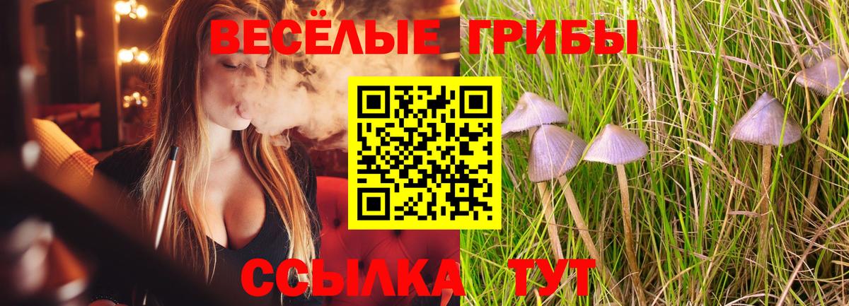 наркотики  Галлюциногенные грибы Psilocybine cubensis  Топки  Вход с VPN  Псилоцибиновые грибы Psilocybe 
